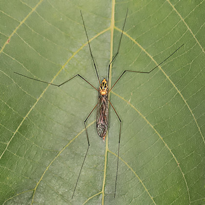 Crane Fly (Nephrotoma australasiae) (Nephrotoma australasiae)